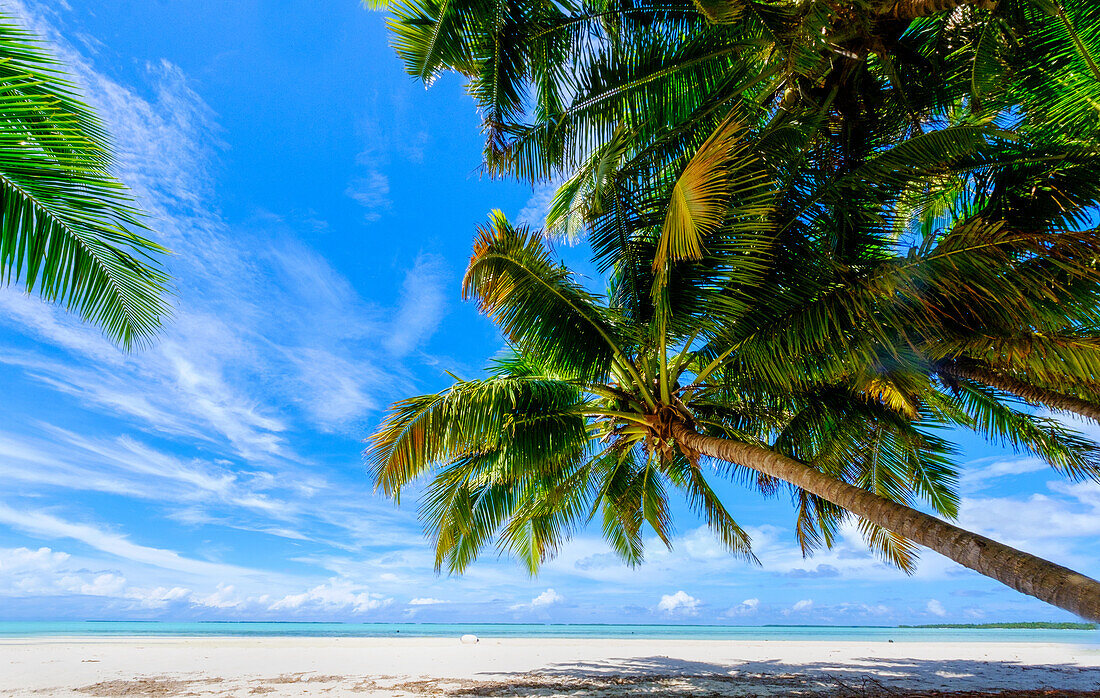 Kokospalmen, Scout Park Beach, Kokosinseln (Keeling), Indischer Ozean, Asien