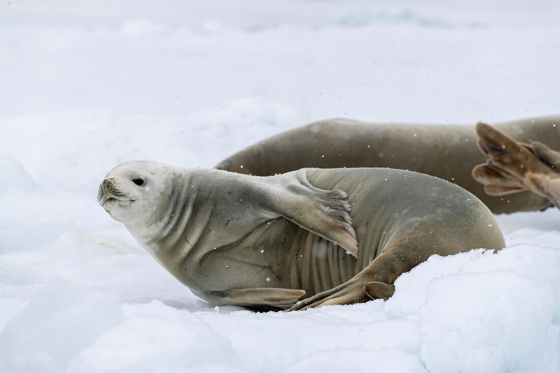 Eine ausgewachsene Krabbenfresser-Robbe (Lobodon carcinophaga), auf dem Eis im Antarktischen Sund, Weddellmeer, Antarktis, Polarregionen