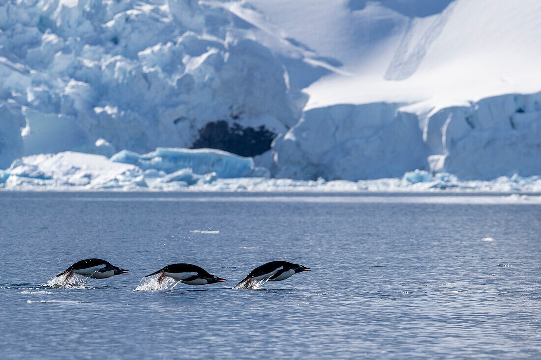 Adult gentoo penguins (Pygoscelis papua), porpoising in the sea to feed, Paradise Bay, Antarctica, Polar Regions