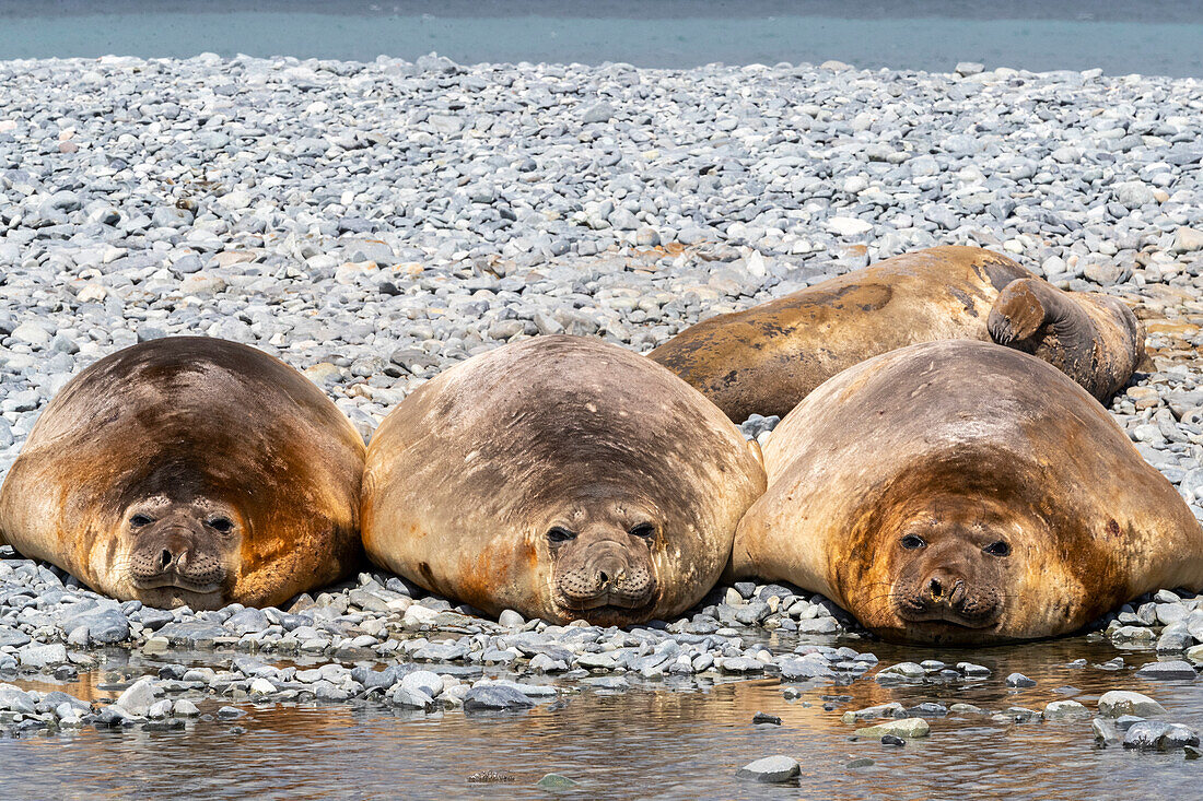 Adult male southern elephant seals (Mirounga leonina), hauled out on the beach at Robert Island, Antarctica, Polar Regions