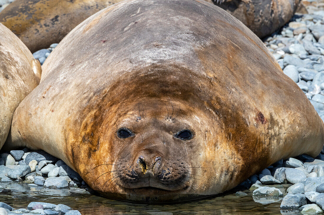 Adult male southern elephant seals (Mirounga leonina), hauled out on the beach at Robert Island, Antarctica, Polar Regions