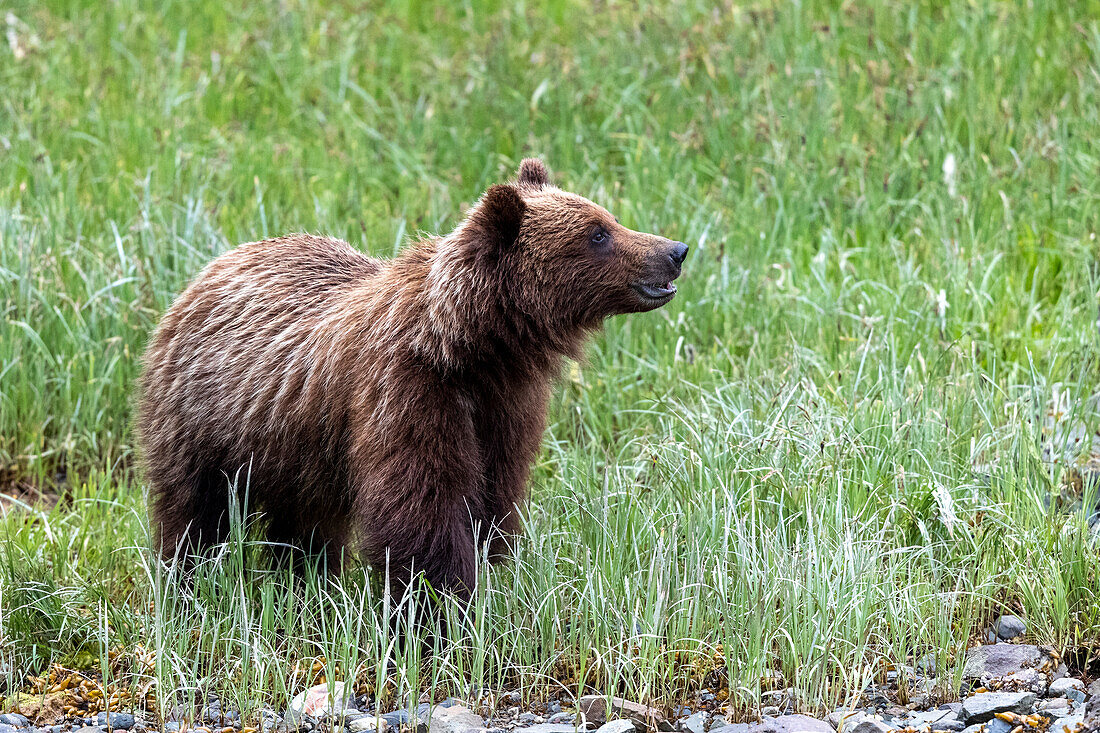 A young brown bear (Ursus arctos), eating grass in Pavlof Harbor, Chichigof Island, Southeast Alaska, United States of America, North America