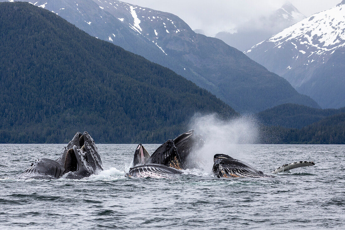 Adult humpback whales (Megaptera novaeangliae), bubble-net feeding in Sitka Sound, Southeast Alaska, United States of America, North America