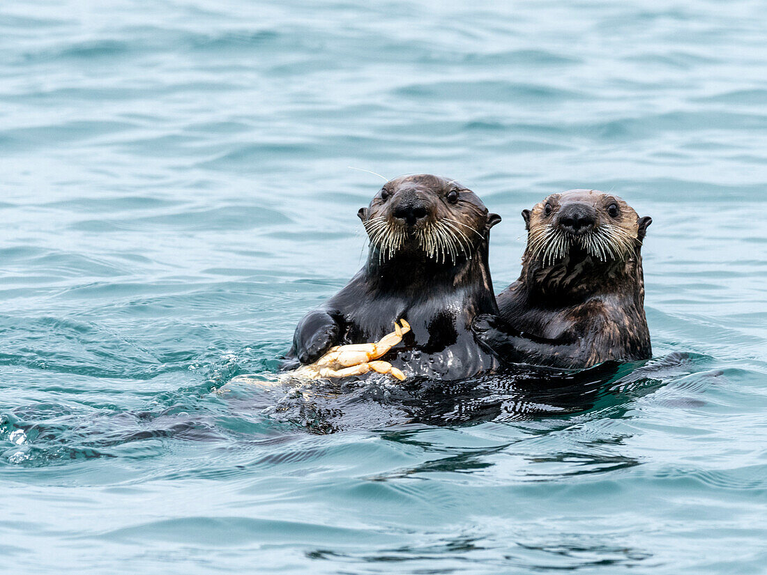A mother sea otter (Enhydra lutris) eating a Dungeness crab with her pup in the Inian Islands, Southeast Alaska, United States of America, North America