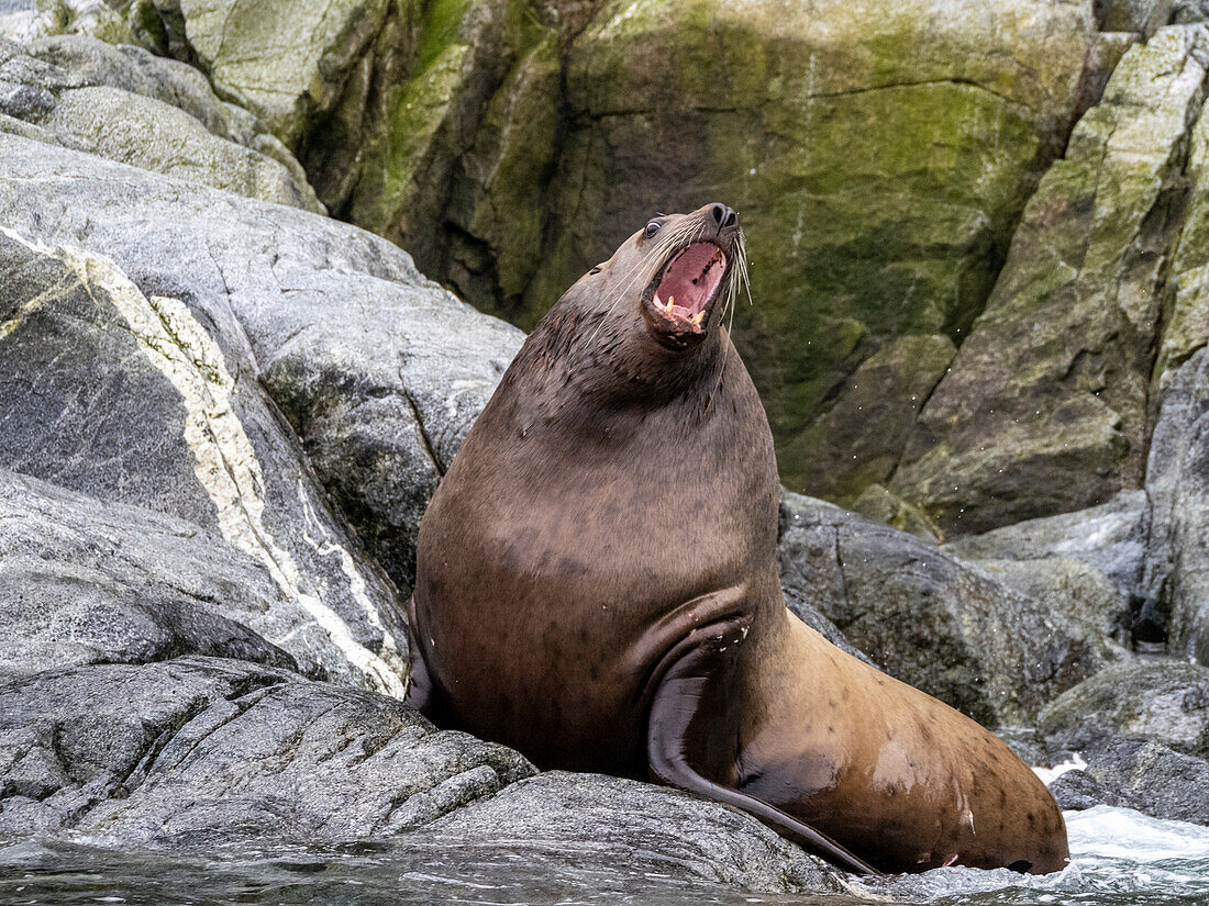 Stellerscher Seelöwe (Eumetopias jubatus), ausgesetzt auf South Marble Island, Glacier Bay National Park, Südost-Alaska, Vereinigte Staaten von Amerika, Nordamerika