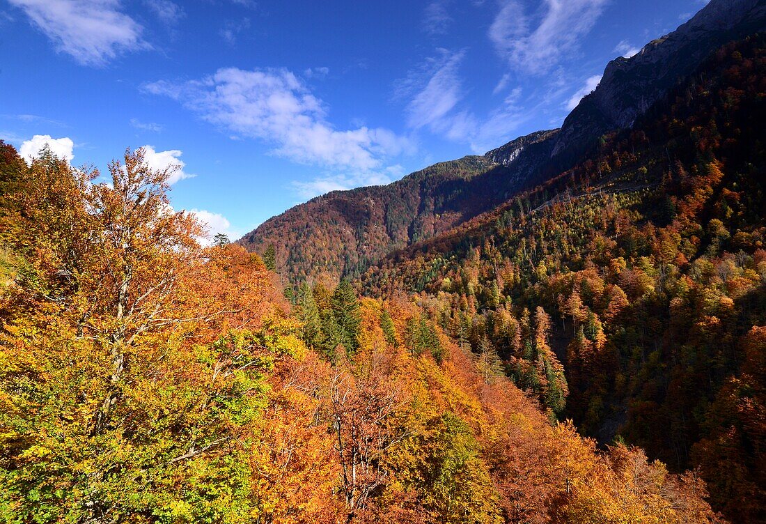 Autumn at the Plökenpass near Körtschach-Mauten, Lesachtal, Carinthia, Austria