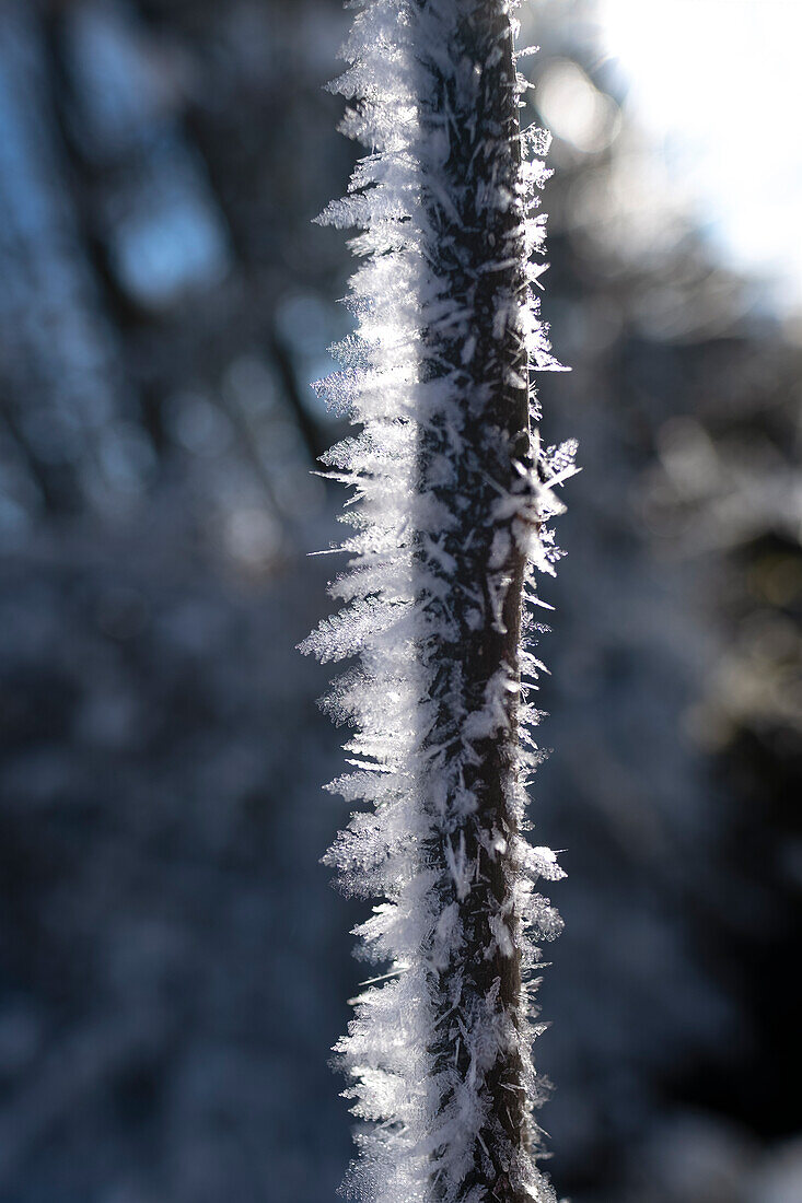 Flowers made of ice on a branch, hoarfrost , Allgäu Alps, Allgäu, Bavaria, Germany, Europe