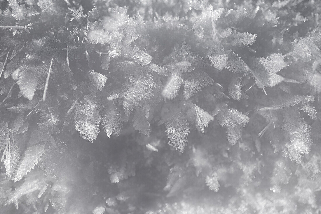 Detail shot of ice flowers in the snow, Allgäu Alps, Allgäu, Bavaria, Germany, Europe