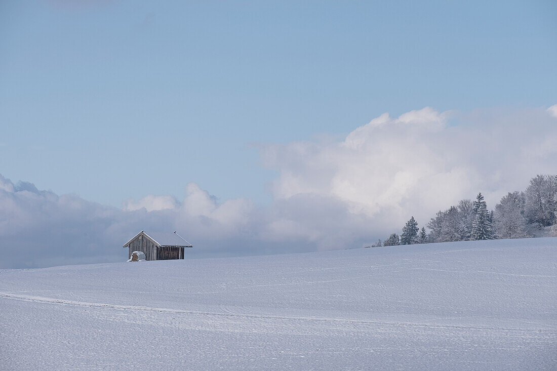 Blick auf eine Holzhütte im Winter, Buching, Allgäuer Alpen, Allgäu, Bayern, Deutschland, Europa