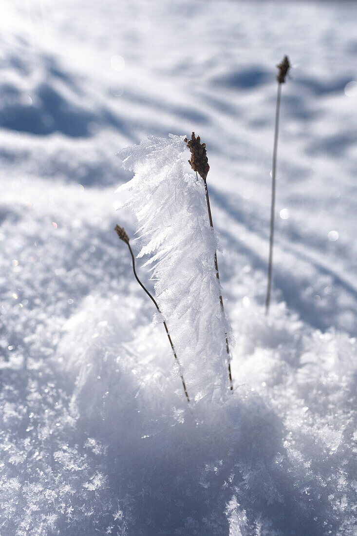 Hoar frost on grasses, Allgäu Alps, Allgäu, Bavaria, Germany, Europe