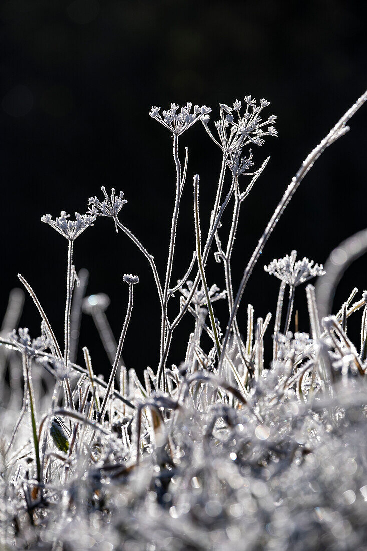 Hoar frost at Forggensee near Schwangau, Allgaeu, Bavaria, Germany, Europe