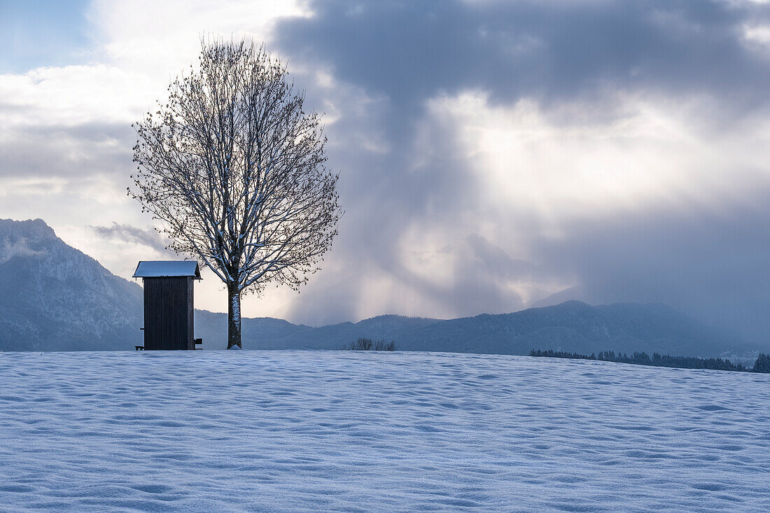 Snowy landscape with hut and tree in the foreground, Allgäu Alps, Allgäu, Bavaria, Germany, Europe