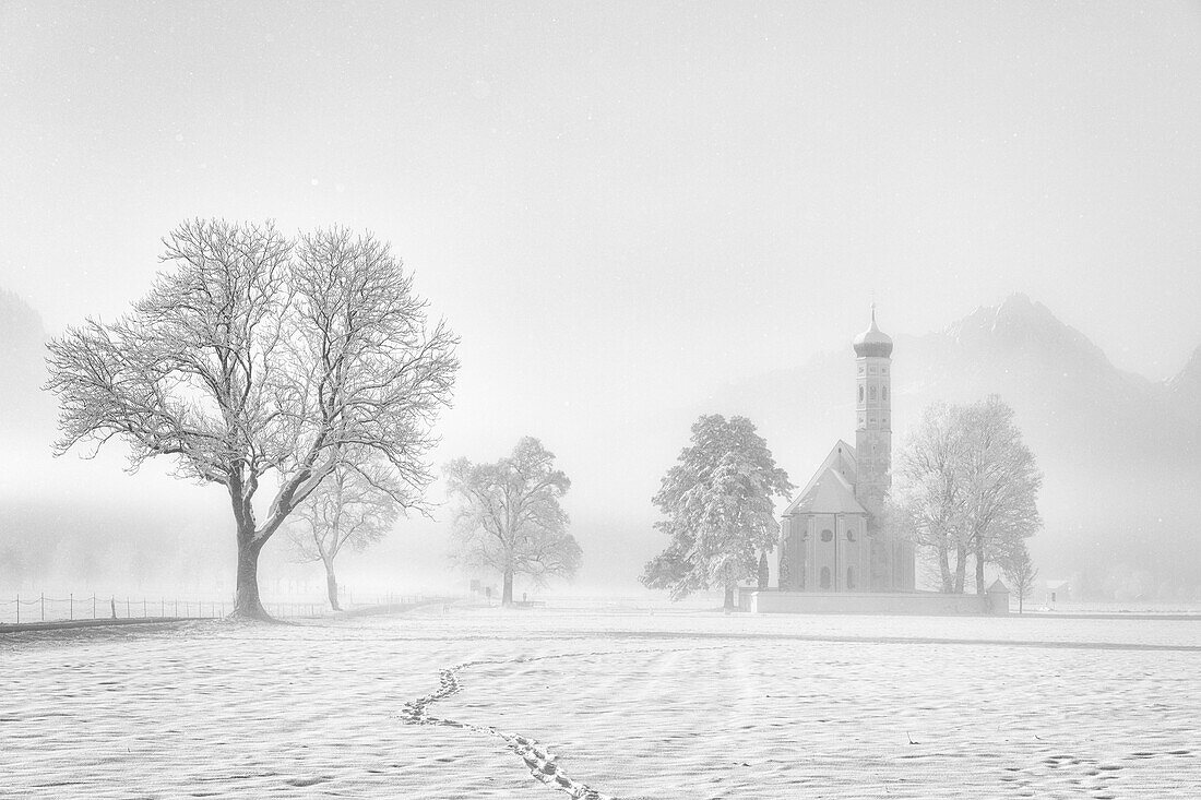 Winter fog at St. Coloman Church in the snow, Schwangau, Koenigswinkel, Allgaeu, Bavaria, Germany, Europe