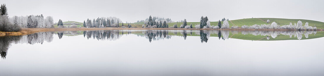 Panorama of landscape with frozen trees with reflection, Buching, Allgäu, Bavaria, Germany, Europe