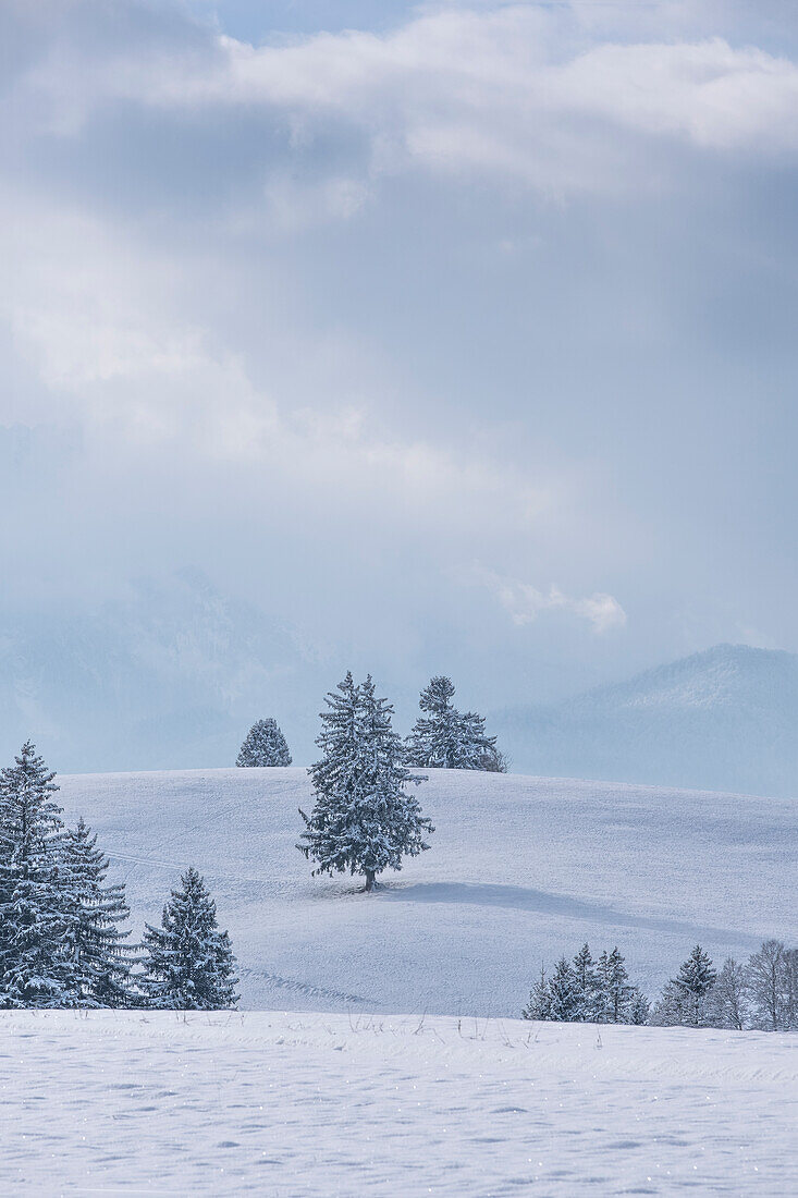 View of a winter landscape, Buching, Allgäu Alps, Allgäu, Bavaria, Germany, Europe