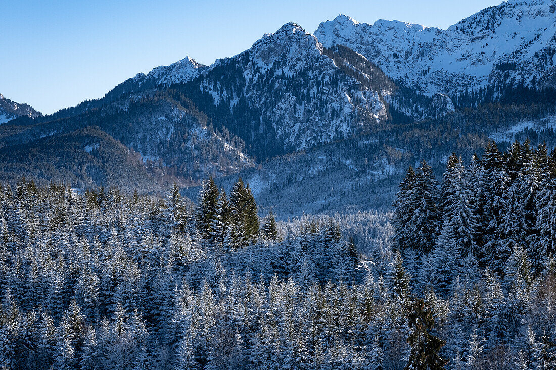 Forest and mountain landscape in winter, Koenigswinkel, Allgäu Alps, Allgäu, Bavaria, Germany, Europe