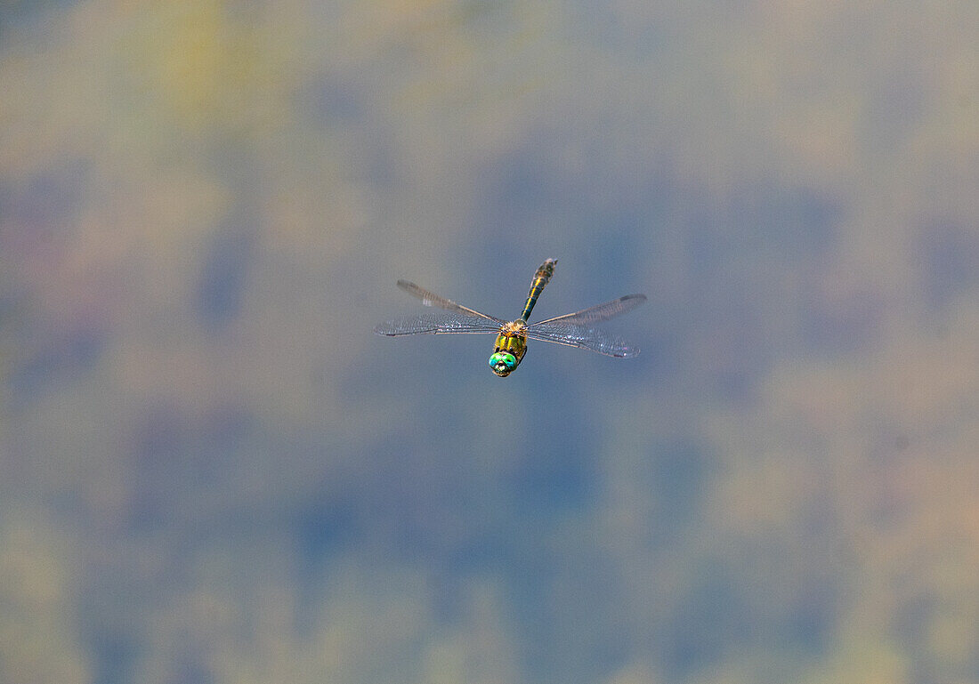 Hawk-dragonfly (Cordulia aenea) in flight near a small biotope, Natura 2000 area Salzachauen, Nussdorf am Haunsberg, Salzburg, Austria