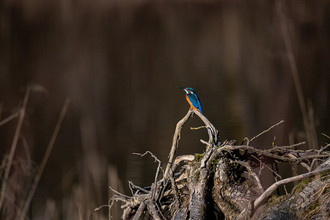 Kingfisher (Alcedo atthis) in Natura 2000 area Salzachauen, Salzburg, Austria