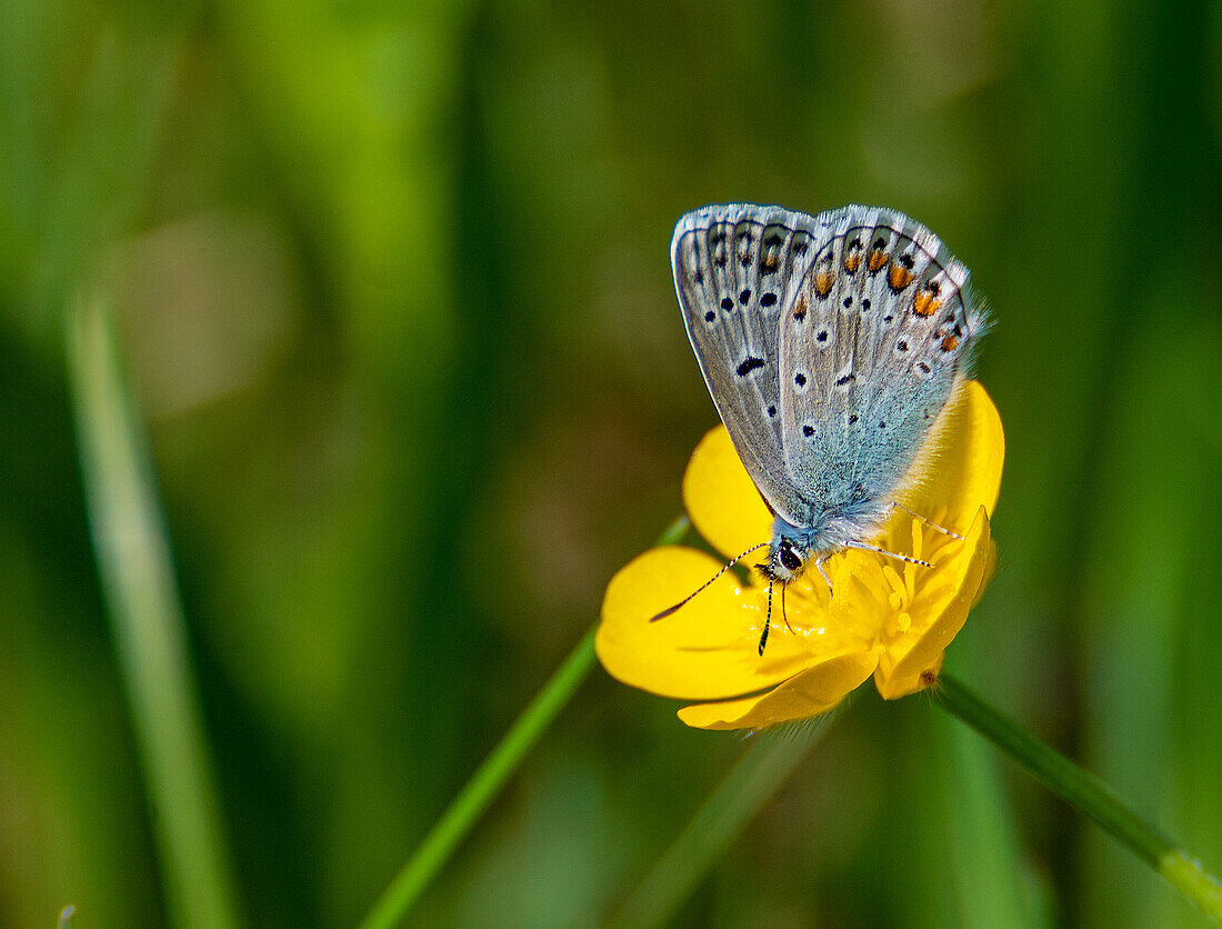 Common Blue, Common Blue (Polyommatus icarus) on buttercup