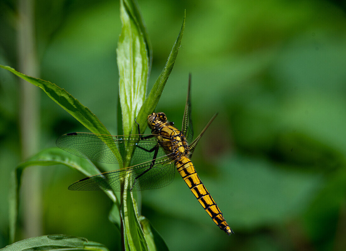 Großer Blaupfeil (Orthetrum cancellatum) Weibchen