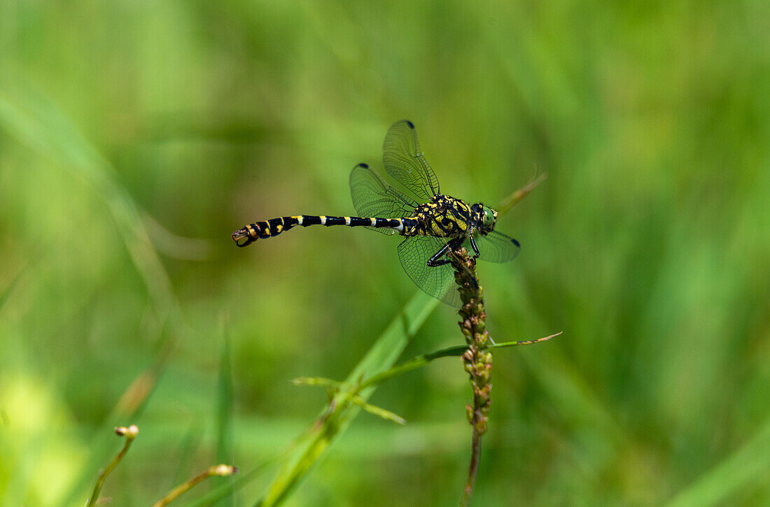 Small pincer dragonfly (Onychogomphus forcupatus) in the Auswald in Salzburg, Austria