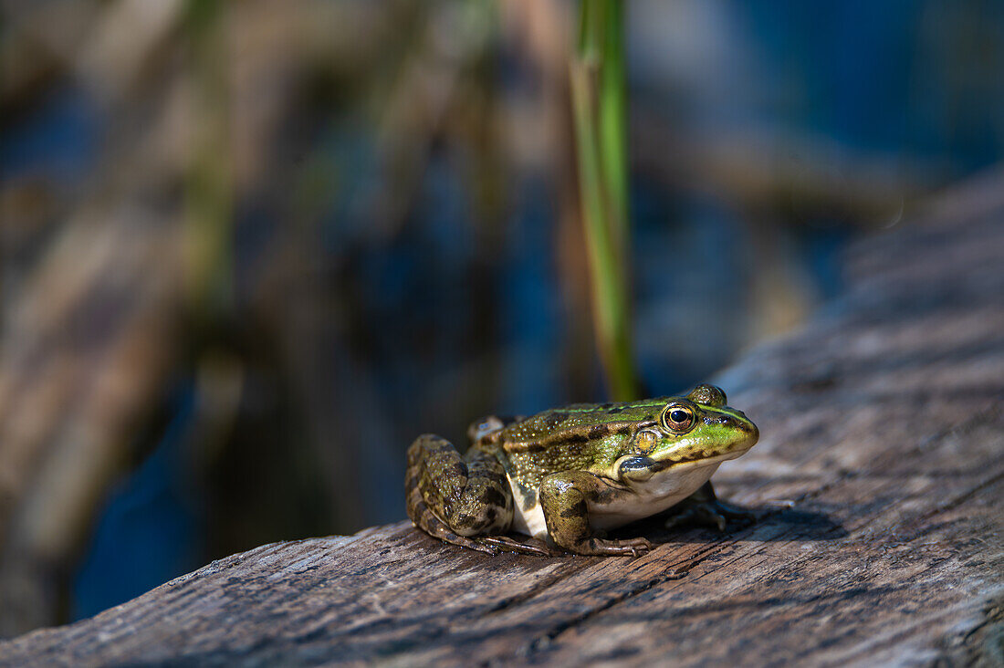 Seefrosch (Rana ridibunda Artenkomplex) beim Sonnenbaden an Biotop im Natura 2000 Gebiet Salzachauen, Salzburg, Österreich