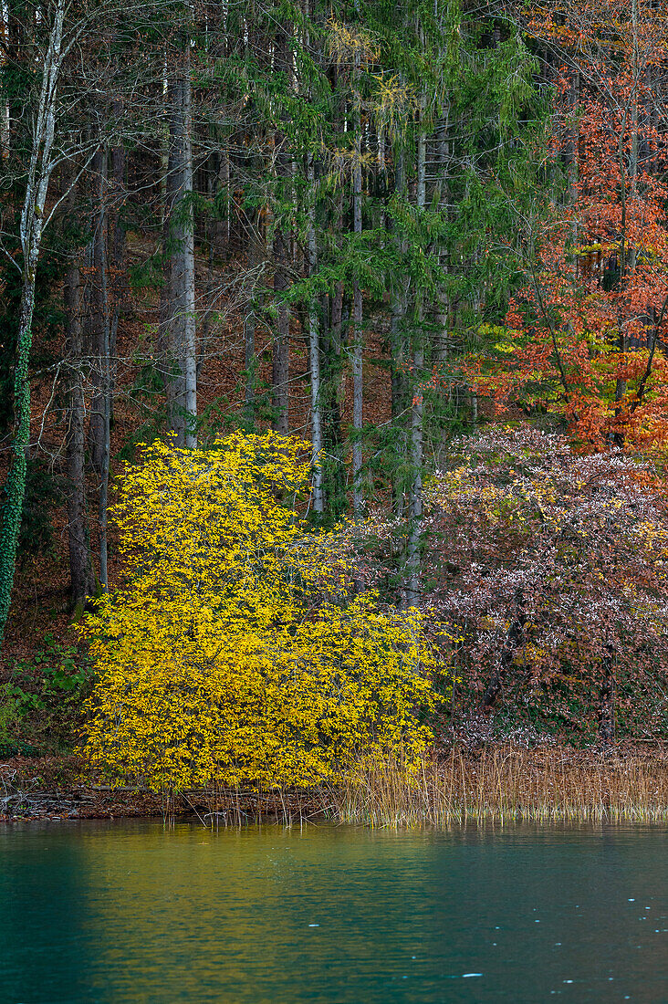 Ufer des Fuschlsee mit buntem Mischwald, Salzburg, Österreich