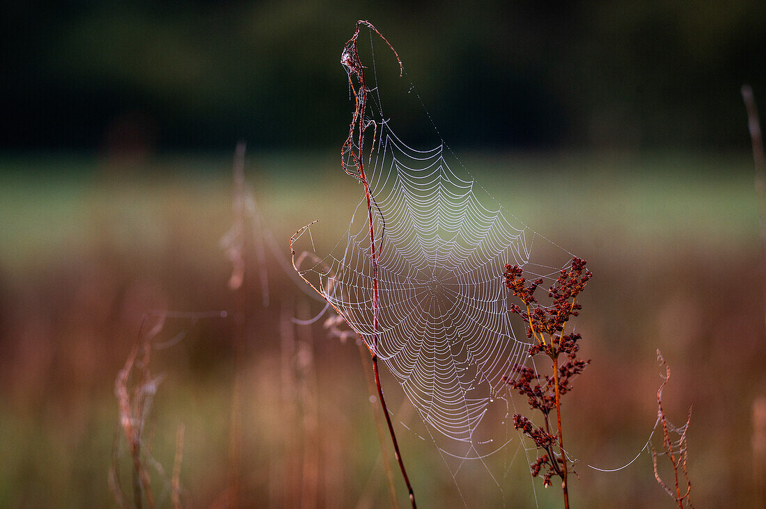 Spinnennetz mit Tautropfen am Morgen, Feuchtwiese am Wallersee, Salzburg, Österreich 