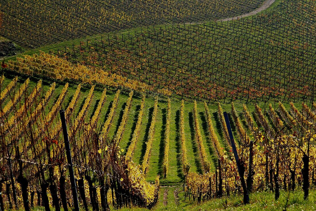 Vineyards with discolored leaves in autumn, southern Styria, Austria