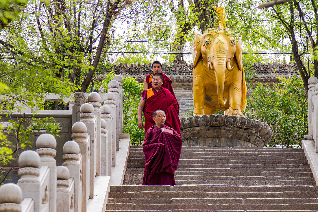 Three Tibetan monks in red robes on a staircase in front of a golden elephant statue in Kumbum Champa Ling Monastery near Xining, China