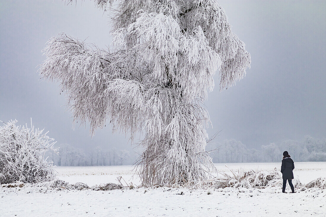 A woman walks lonely in a snowy landscape under a completely frozen tree in winter, Germany