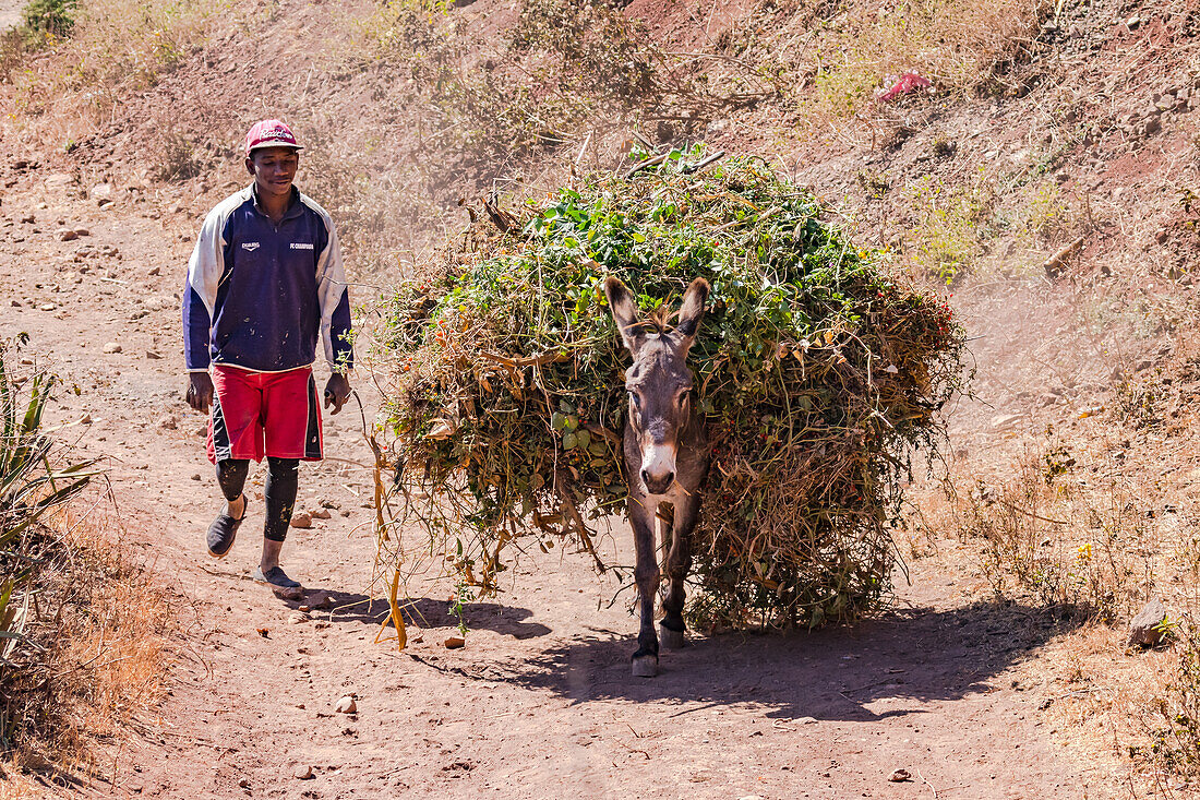 Ein Mann und ein Esel gehen mit Gestrüpp beladen einen Weg einen Berg hinauf, Kapverden, Afrika