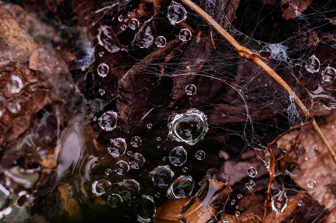 Drops of water from the morning dew are caught on a delicate spider web above the ground