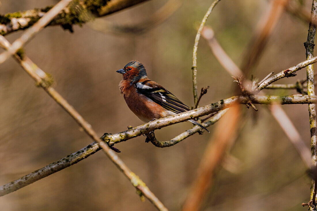 A colorful male chaffinch with a blue-grey head, orange breast and colorful plumage on a branch, Germany