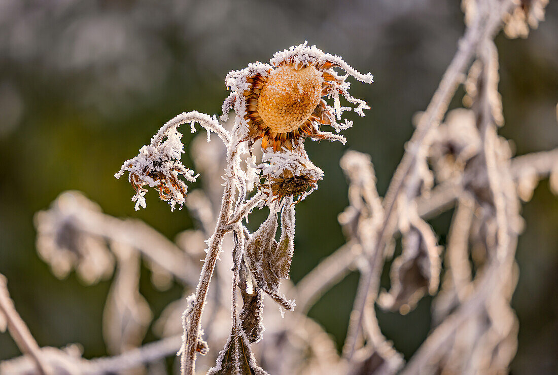 Eine verblühte Sonnenblume im Winter mit langen Eiskristallen mit erweiterter Schärfentiefe, Deutschland
