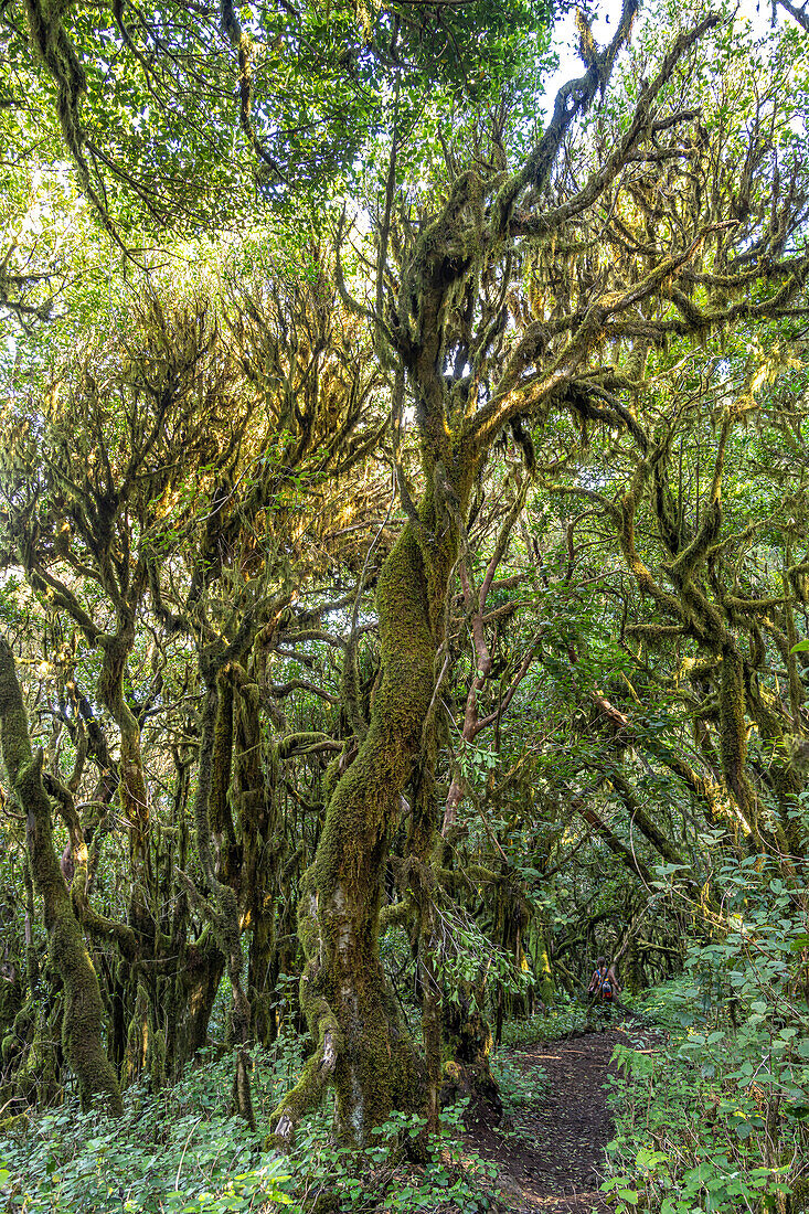 Forest in Garajonay National Park, UNESCO World Heritage on La Gomera island, Canary Islands, Spain