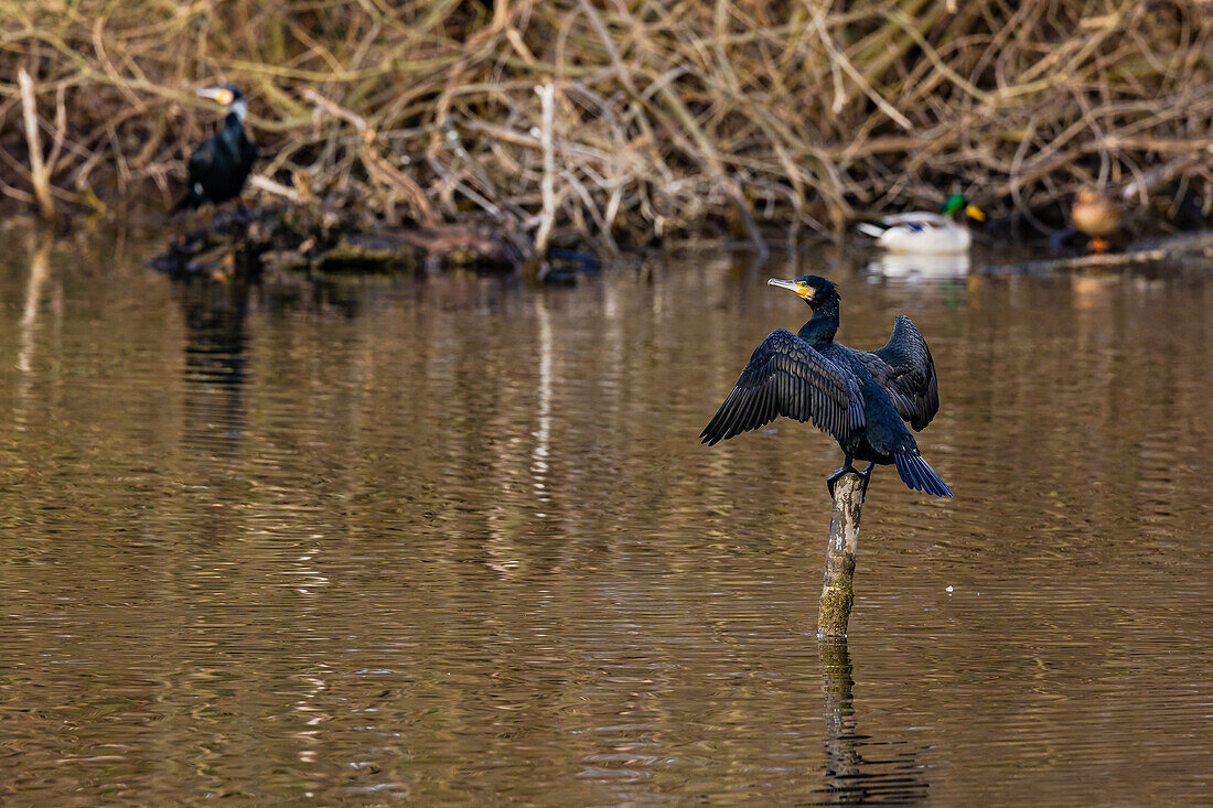 A black cormorant with spread wings stands on a wooden pole in a lake, Germany