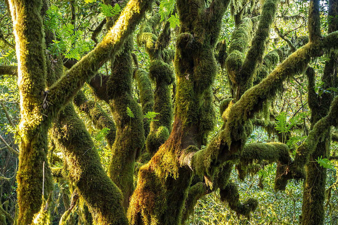 Forest in Garajonay National Park, UNESCO World Heritage on La Gomera island, Canary Islands, Spain