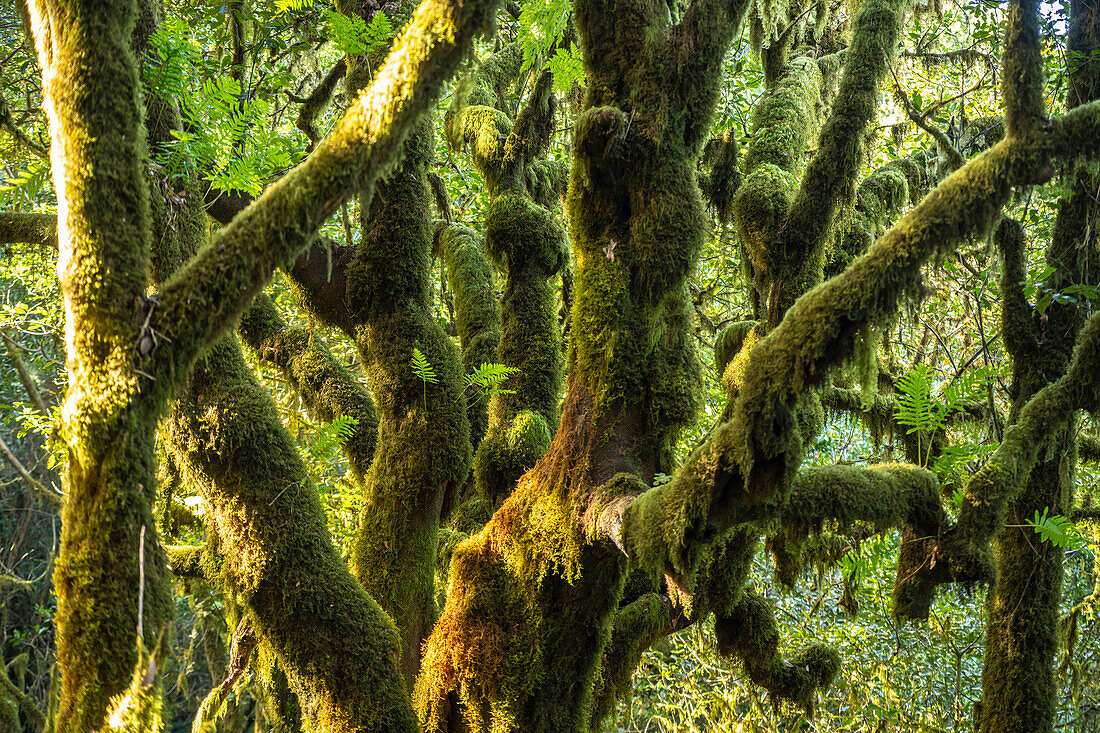 Wald im Nationalpark Garajonay, UNESCO Welterbe auf der Insel La Gomera, Kanarische Inseln, Spanien 
