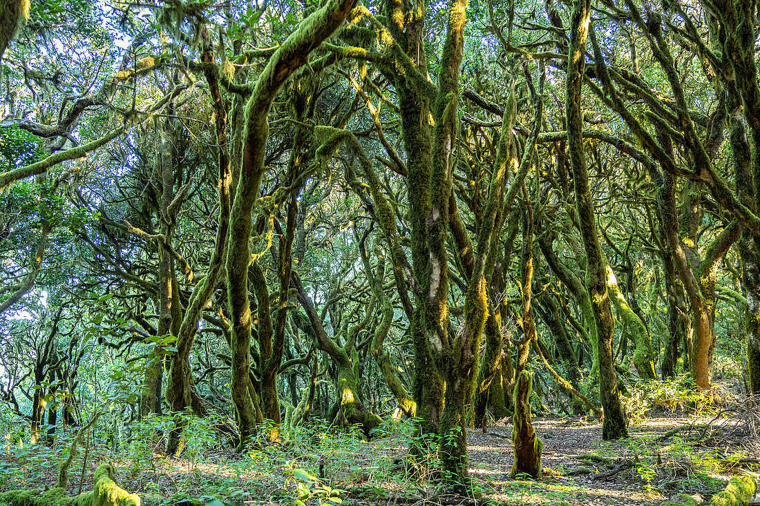 Wald im Nationalpark Garajonay, UNESCO Welterbe auf der Insel La Gomera, Kanarische Inseln, Spanien