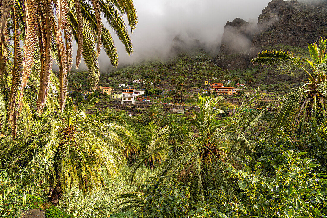 Kulturlandschaft mit Palmen im Valle Gran Rey, La Gomera, Kanarische Inseln, Spanien 