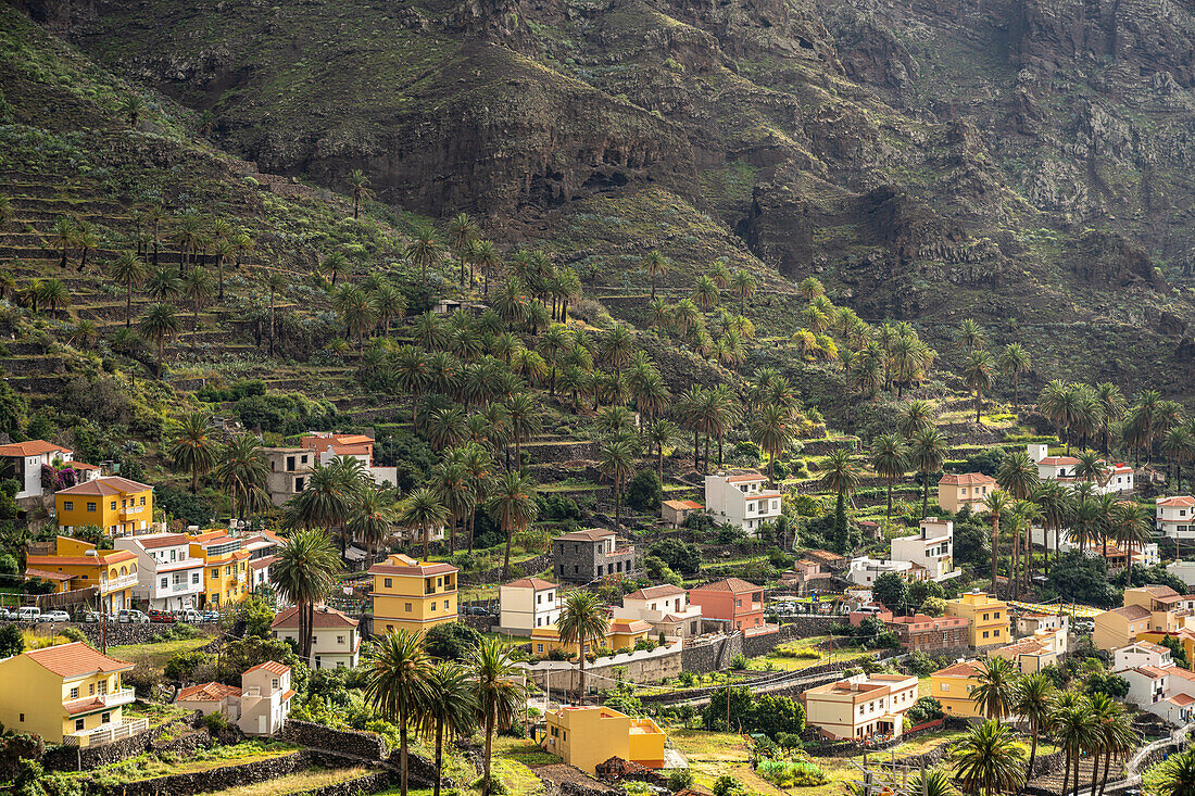 Kulturlandschaft mit Palmen im Valle Gran Rey, La Gomera, Kanarische Inseln, Spanien |