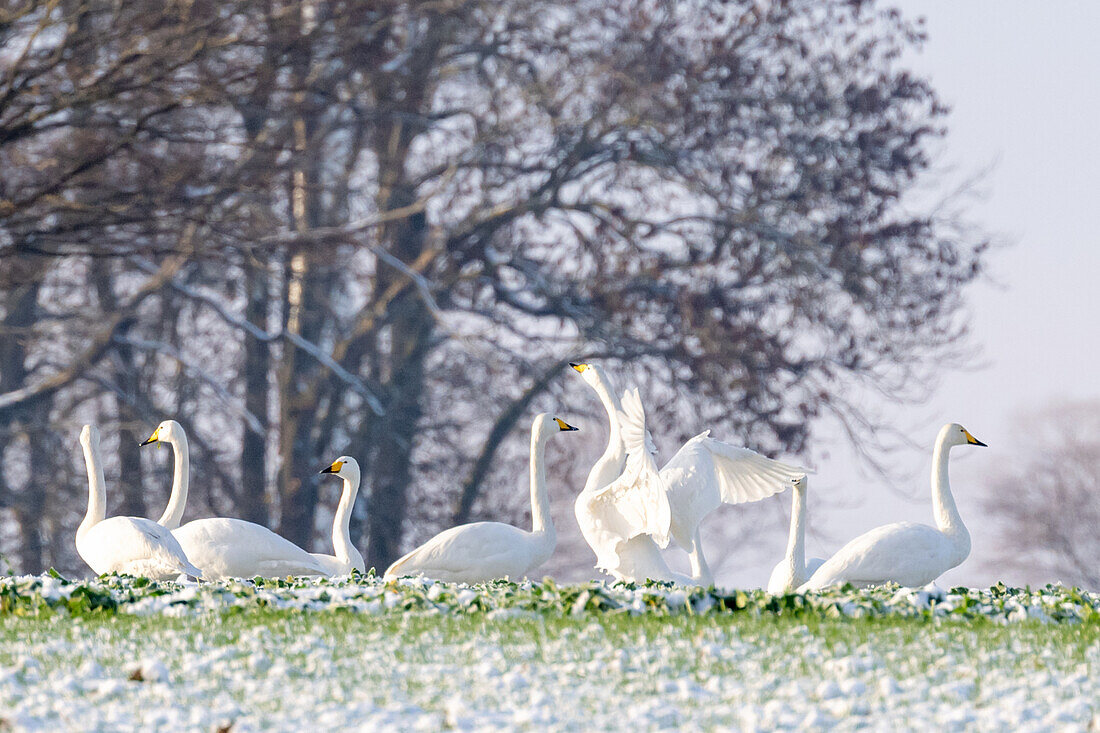 Singschwäne bei der Rast auf einem Rapsfeld im Winter mit Schnee