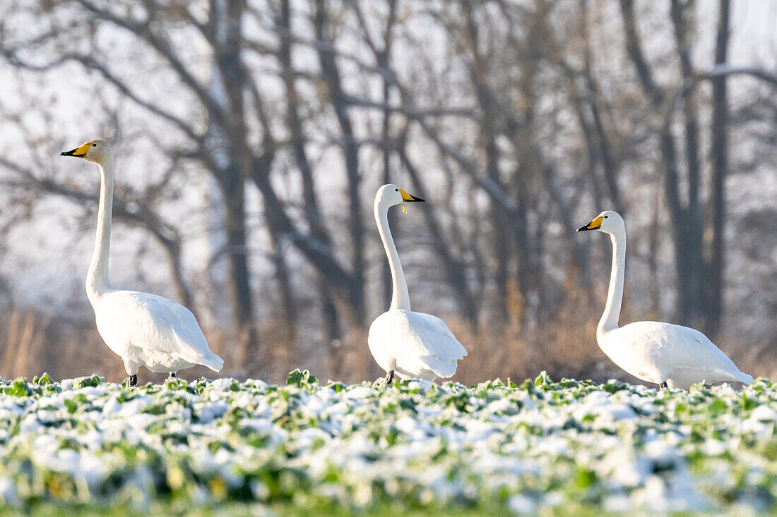 Whooper swans resting on a rapeseed field in winter with snow