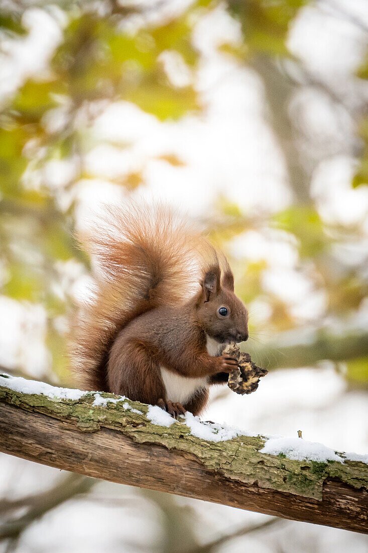 Eichhörnchen mit Futter im Winterwald