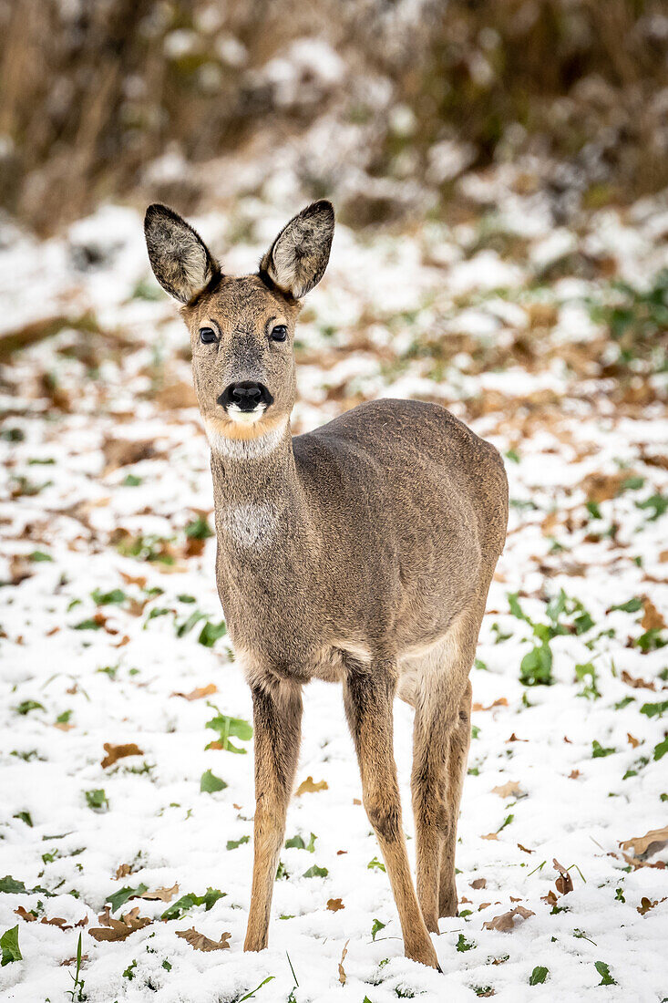 Roe deer in winter, snow in the background