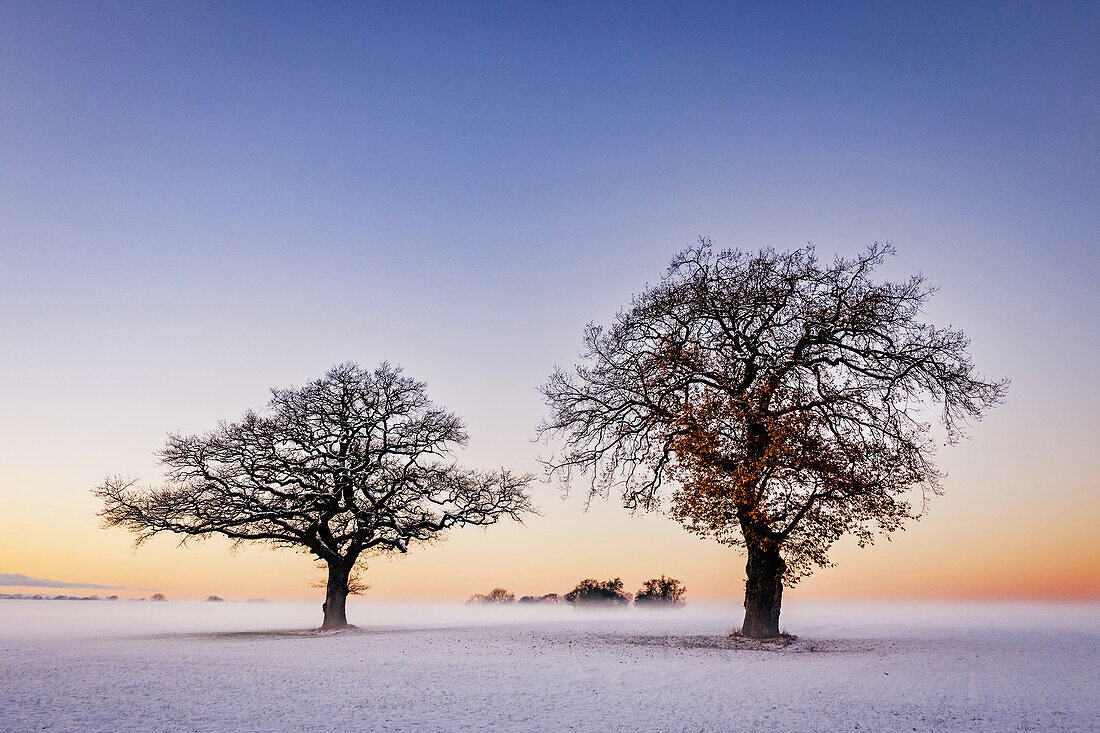 2 oak trees on a snowy field in Ostholstein, Seegalendorf, Schleswig-Holstein, Germany