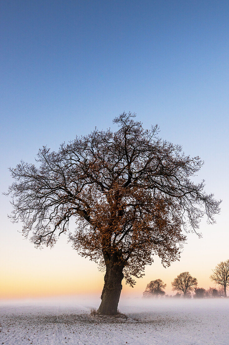 An oak tree in wintry frosty weather on a snowy field in Ostholstein, Seegalendorf, Schleswig-Holstein, Germany