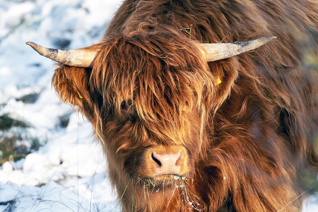 Highland cattle feeding in winter, Weissenhaus, Ostholstein, Schleswig-Holstein, Germany