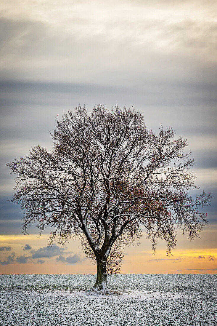 Belaubter Baum im Schnee auf einem Acker am Morgen, Siggen, Ostholstein, Schleswig-Holstein, Deutschland